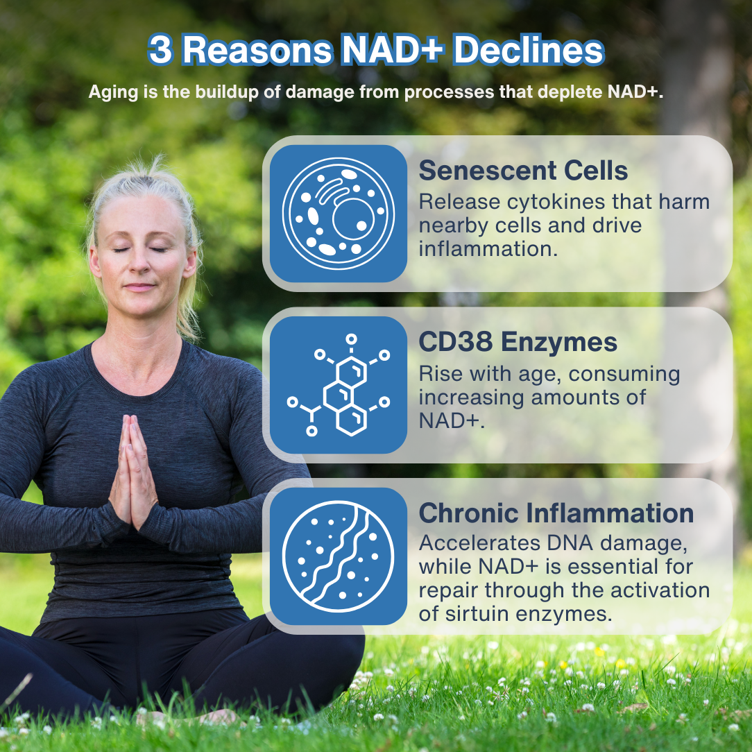 Pure NMN — Premium Nicotinamide Mononucleotide Powder for Cellular Health